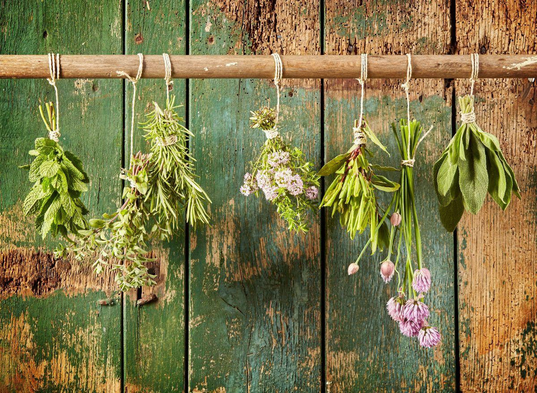 Kräuter im Herbst ernten: Was jetzt noch geschnitten werden darf