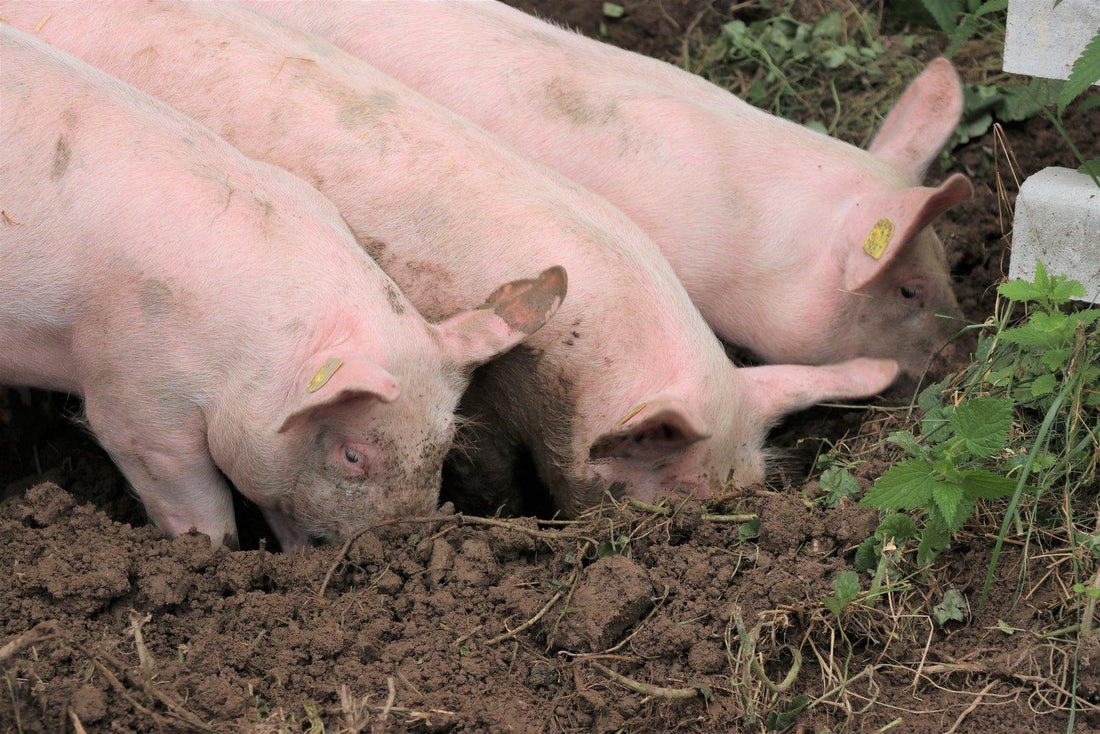 Warum Schweine wühlen: Natürliches Verhalten richtig verstehen
