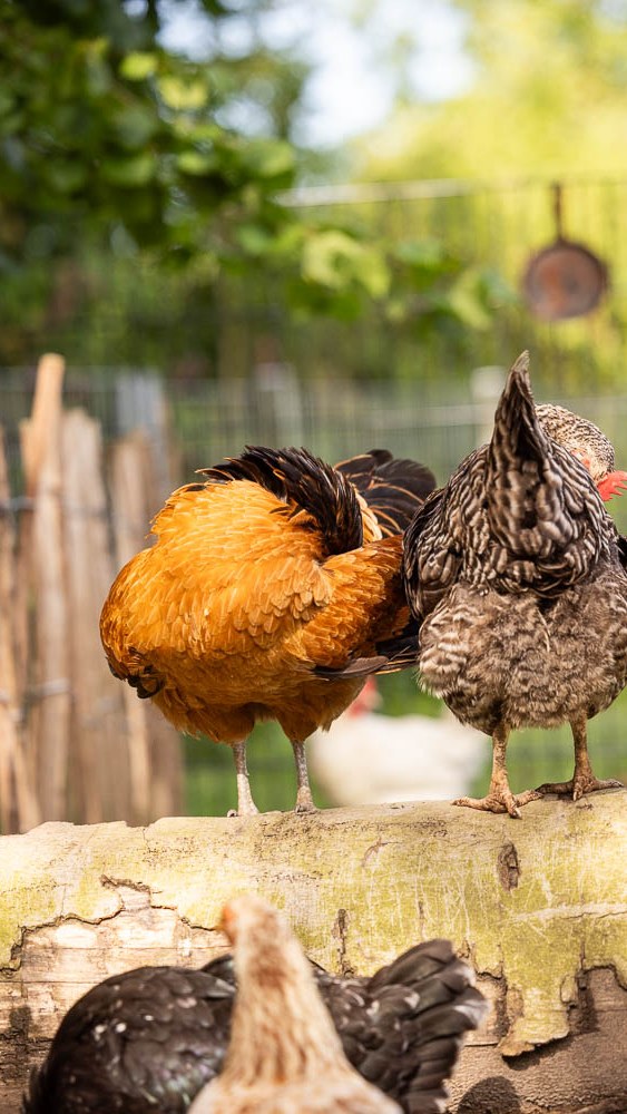 Milben bei Hühnern erkennen und bekämpfen: Rote Vogelmilbe richtig finden