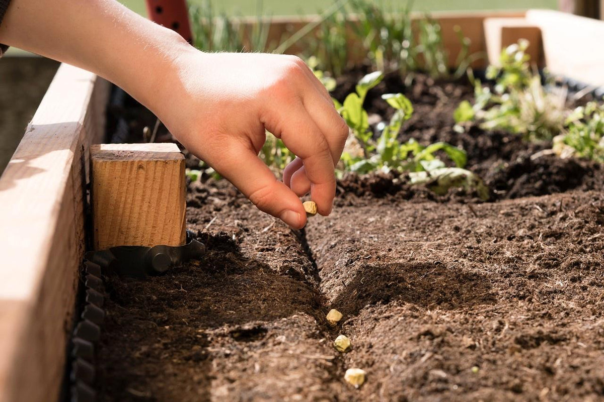 Gemüse im September säen: Was jetzt noch ins Beet kann