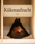 Die gesunde Kükenaufzucht